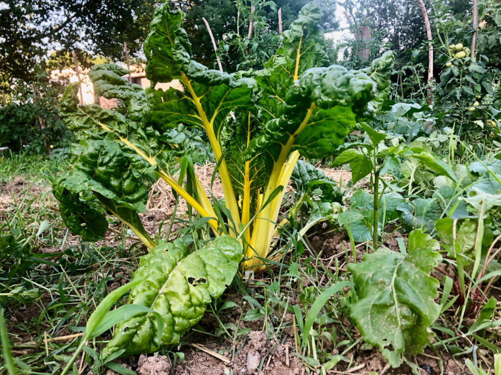 permaculture blette jaune