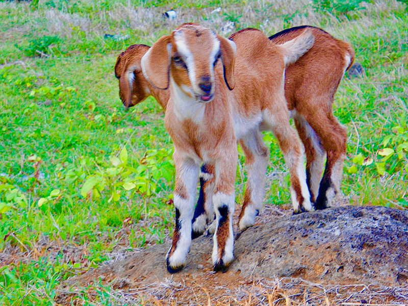 chevres a la campagne