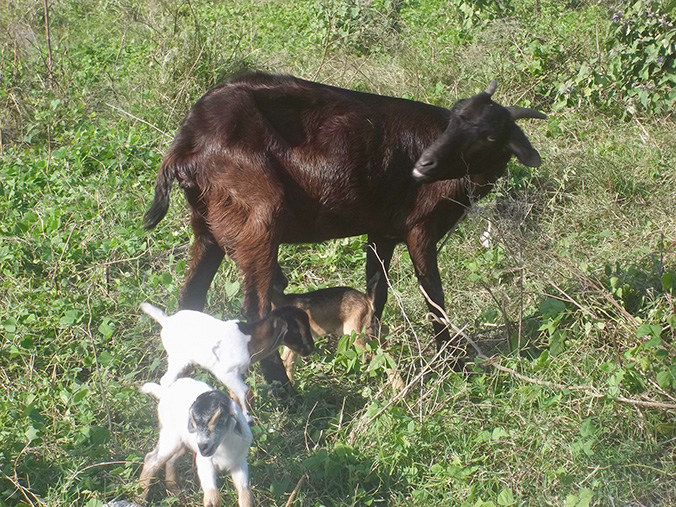 elevage de chevres a la campagne