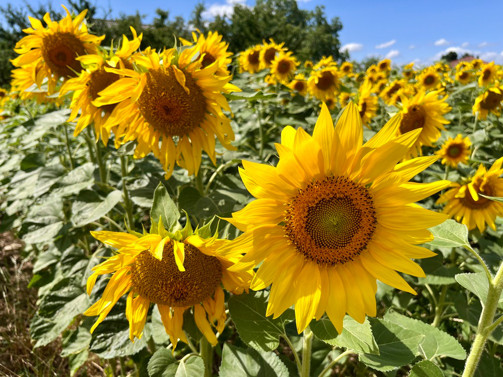 fleurs de tournesol