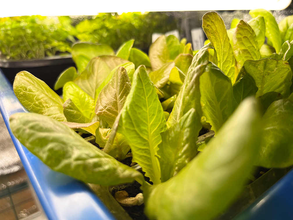 jardinage urbain de salade sous serre