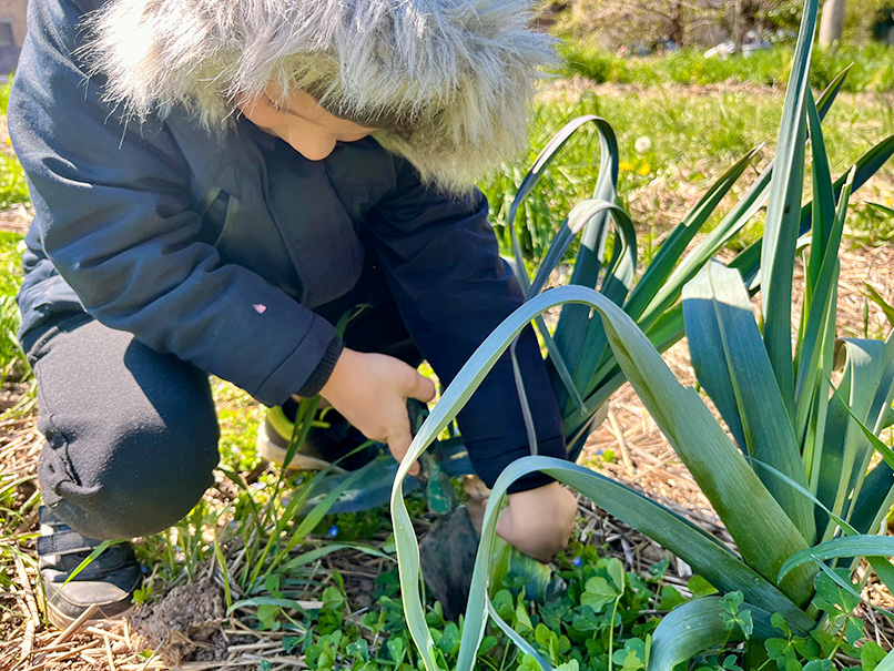 recolte de poireaux au jardin autonome