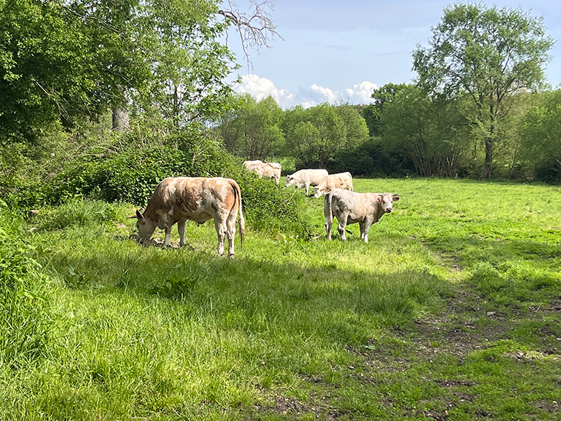 vaches dans la prairie