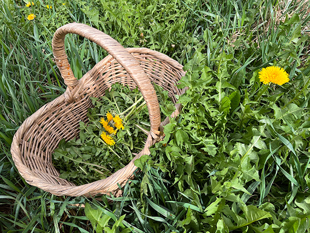 Cueillir les plantes sauvages comestibles présentes sur ton propre terrain​