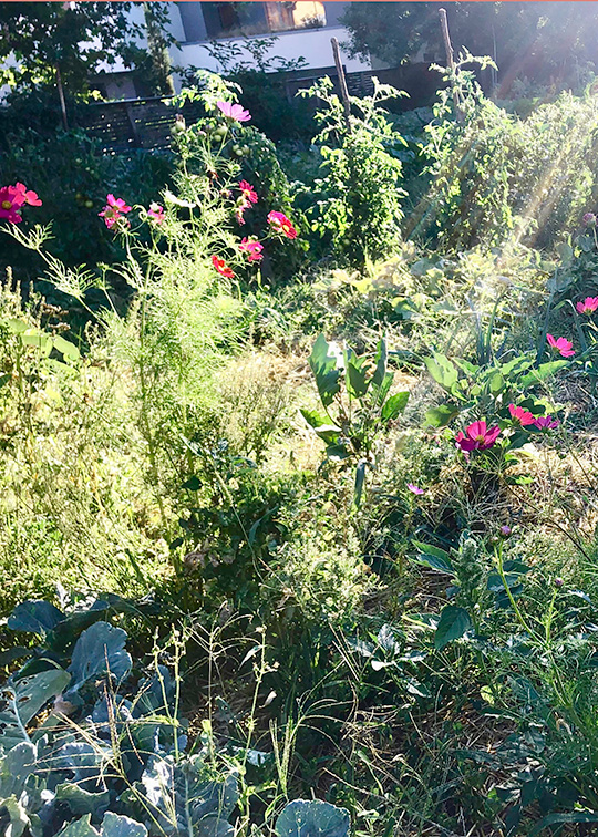 fleur-cosmos-a-la-campagne